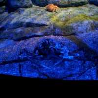 The Jelly Fish and Deep Ocean Marine Life