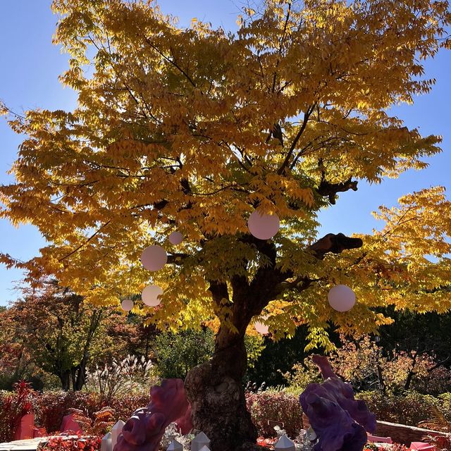 韓国【エバーランド】テーマパークで愉しむ韓国の秋🍁