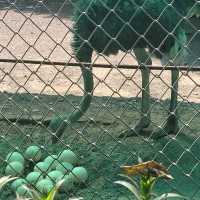 Indore zoo worth one day trip