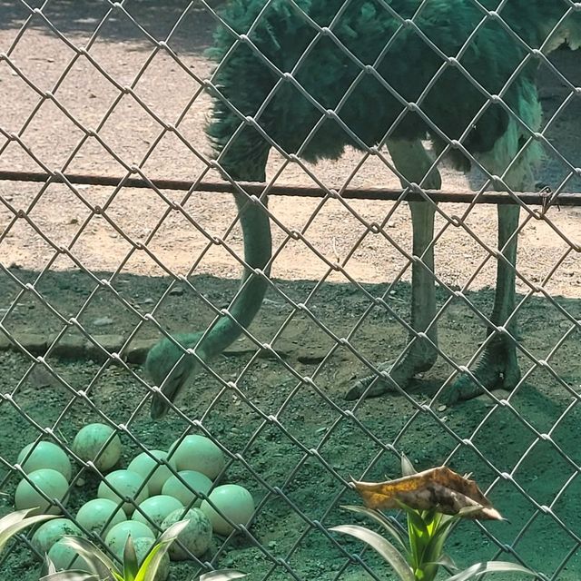 Indore zoo worth one day trip