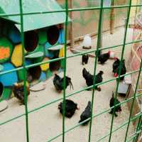 Animal🐑🐇 Feeding 🌈 Garden