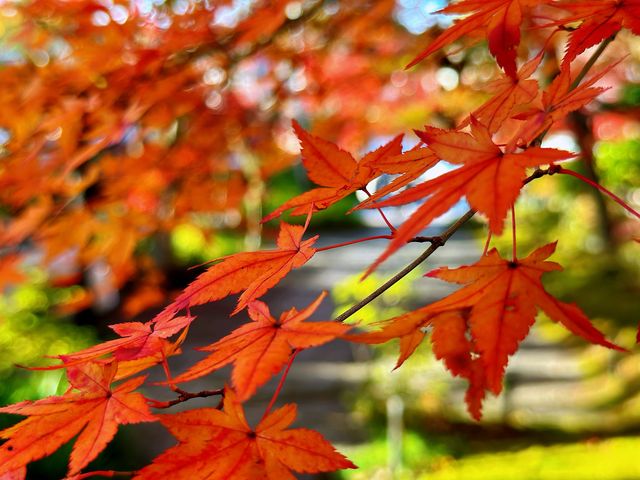 真正極楽寺 (真如堂)
