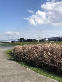 大佳河濱公園花海