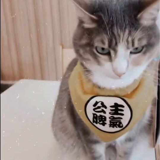 喵🐱cafe 之初體驗☕️