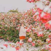 🌺눈과 동백의 아름다운 조화 [제주, 휴애리]
