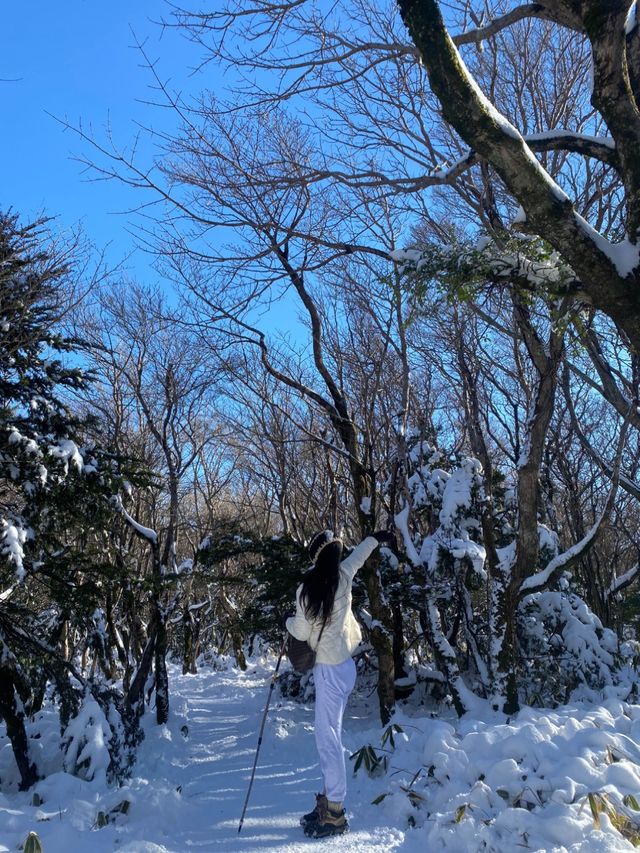 한라산에서 가장 가까운 오름, 어승생악!