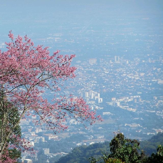 ลานกลางเต็นท์ดอยปุย