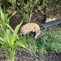 【 好可愛的小貓咪藝術裝置 】