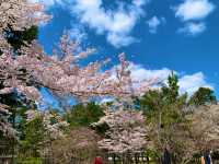京都　SAKURA 桜めぐり❗️南禅寺の桜に感動❗️