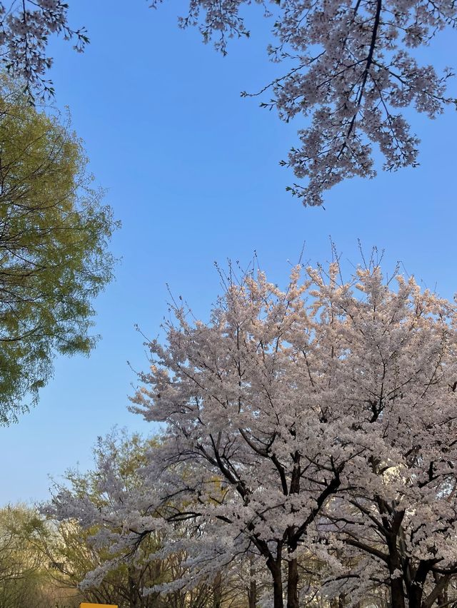 서울 벚꽃 명소인 서울숲🌸