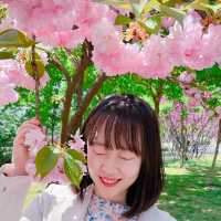 보라매공원 겹벚꽃 보러가세요🌸💓🌸