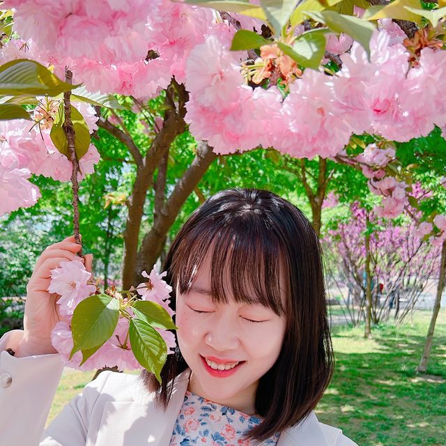 보라매공원 겹벚꽃 보러가세요🌸💓🌸