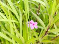 屯門海濱花園