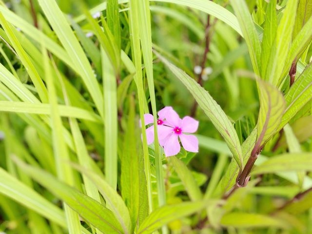 屯門海濱花園