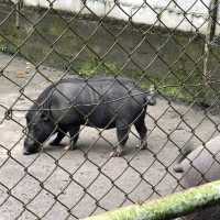 Jong Crocodile Farm - Serian