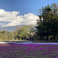 富士芝桜まつり