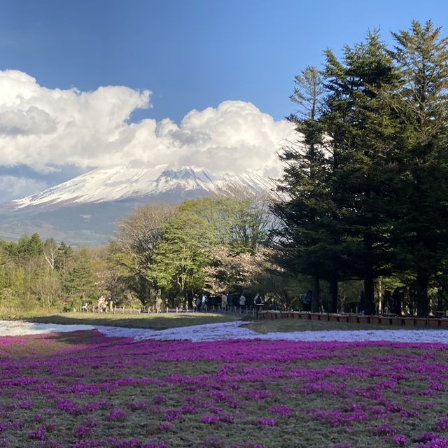 富士芝桜まつり