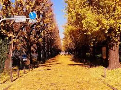 紅葉が綺麗な明治神宮外苑