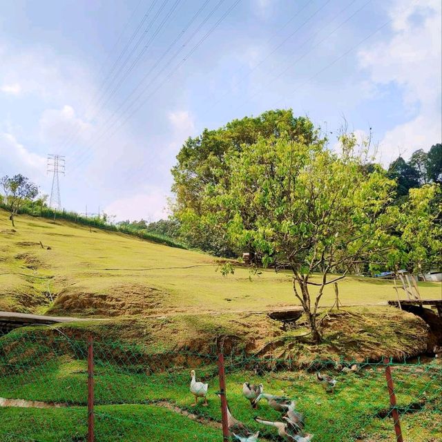 BUKIT JELUTONG