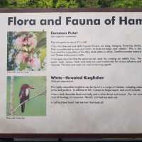 Weekend Exploration At Hampstead wetland 