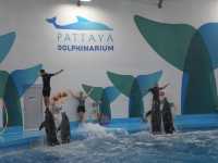 Pattaya Dolphinarium โชว์โลมาที่ดีที่สุดในเอเชีย