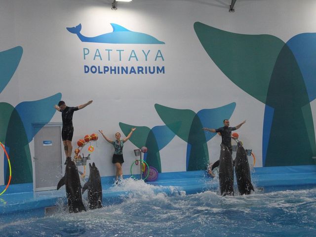 Pattaya Dolphinarium โชว์โลมาที่ดีที่สุดในเอเชีย