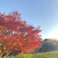 ゆっくり紅葉を楽しめる公園