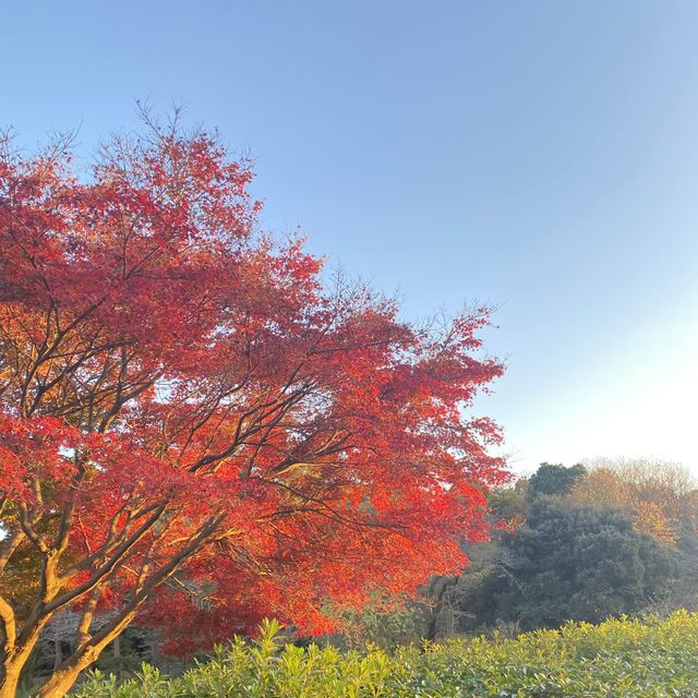 ゆっくり紅葉を楽しめる公園