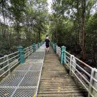 Explore the 🪵mangrove park @ Lumut 