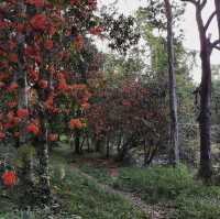 เขตรักษาพันธุ์สัตว์ป่าเขาสอยดาว 