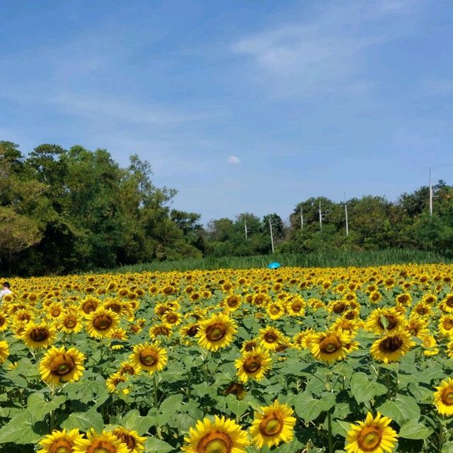 ทุ่งทานตะวันอ่างเก็บน้ำดอกกราย