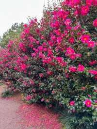 동백꽃 스팟으로 유명한 휴애리자연생활공원🌺