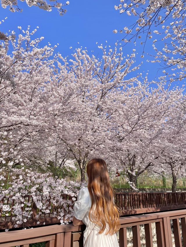진해 벚꽃 명소 :: 여좌천🌸🌸🌸