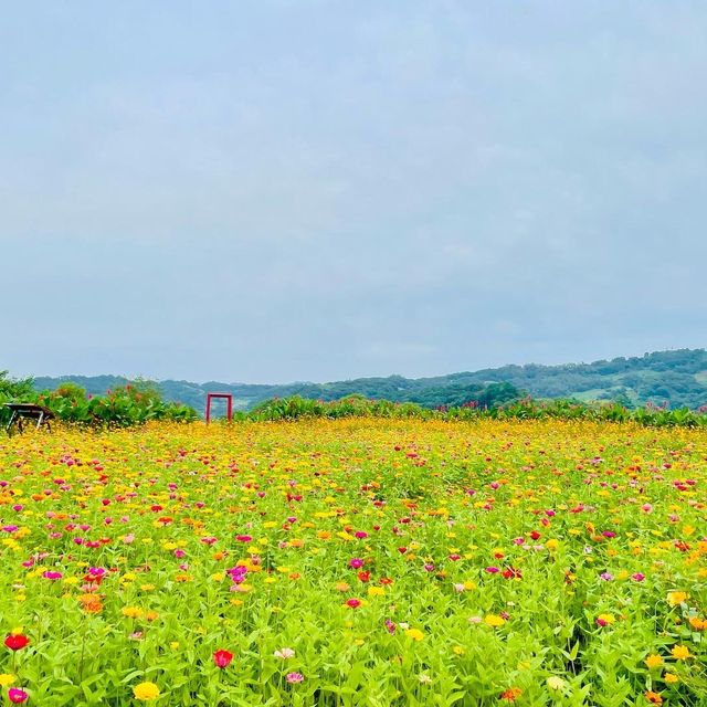 [연천] 꽃구경 명소🌸🌼🌺‘임진강댑싸리공원’