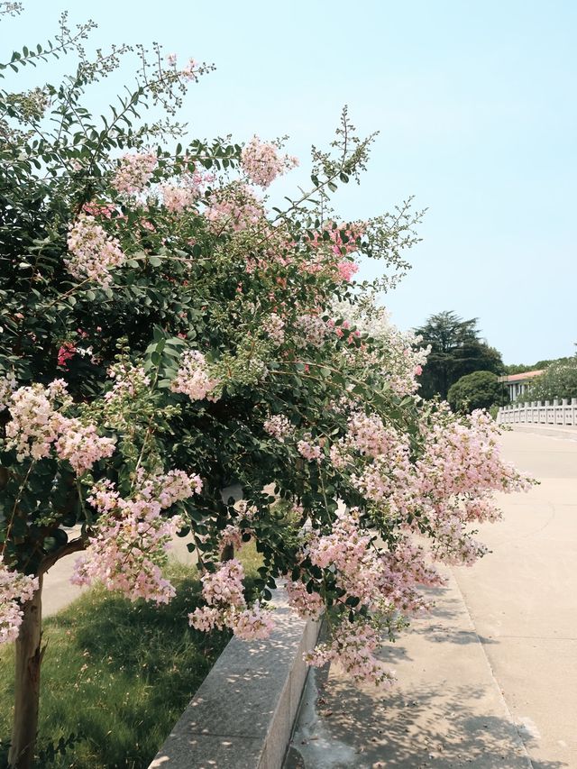 Dianshan Lake, Shanghai🌿🌱