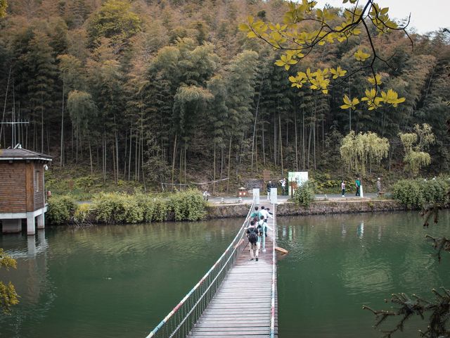 Visit to the Yixing bamboo forest! 🎋🎋