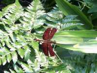 Kuala Lumpur Butterfly Park - KL, Malaysia