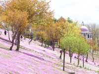 日本北海道東藻琴芝櫻公園
