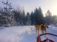 Husky-Sledding in Rovaniemi, Finland🇫🇮✈️❄️