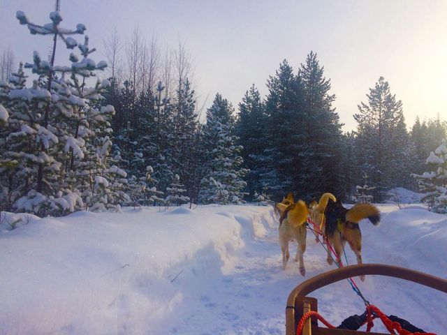Husky-Sledding in Rovaniemi, Finland🇫🇮✈️❄️