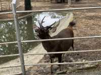 A day trip to the surprising Malaysia Wildlife Park.