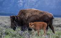 Yellowstone National Park, the largest wildlife park in America.