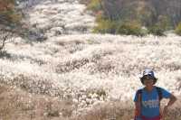 Japan free travel, hike up Mount Ibuki, autumn leaves and miscanthus are equally beautiful.