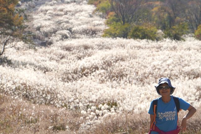 Japan free travel, hike up Mount Ibuki, autumn leaves and miscanthus are equally beautiful.