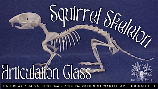 Squirrel Skeleton Articulation Class | The Insect Asylum