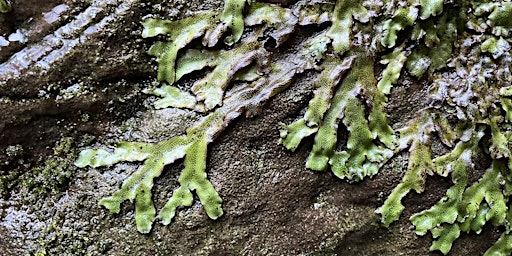 Arts Pilgrimage: Our Lady Liverwort of Brotherton Park and Dibbinsdale. | Meet outside Nettle Cafe,