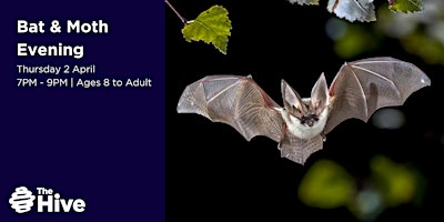 Bat and Moth evening at The Hive (18 September 2026) | The Hive