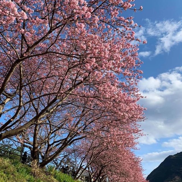 河津櫻～ 2020
