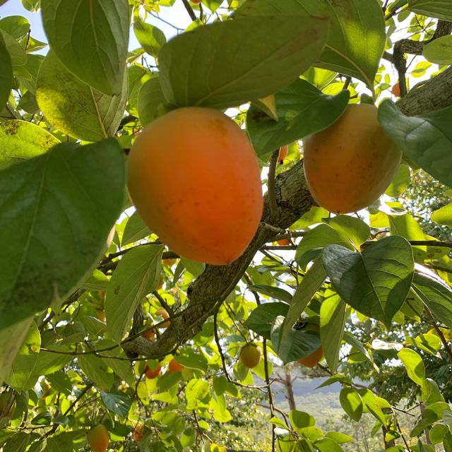 [🇰🇷, 창원] 우리나라 최초의 단감 재배지인 창원의 단감테마공원