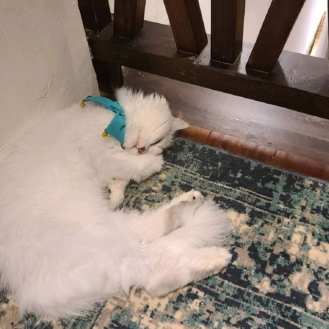 新竹招財咖啡~享受被萌貓包圍😻❤
